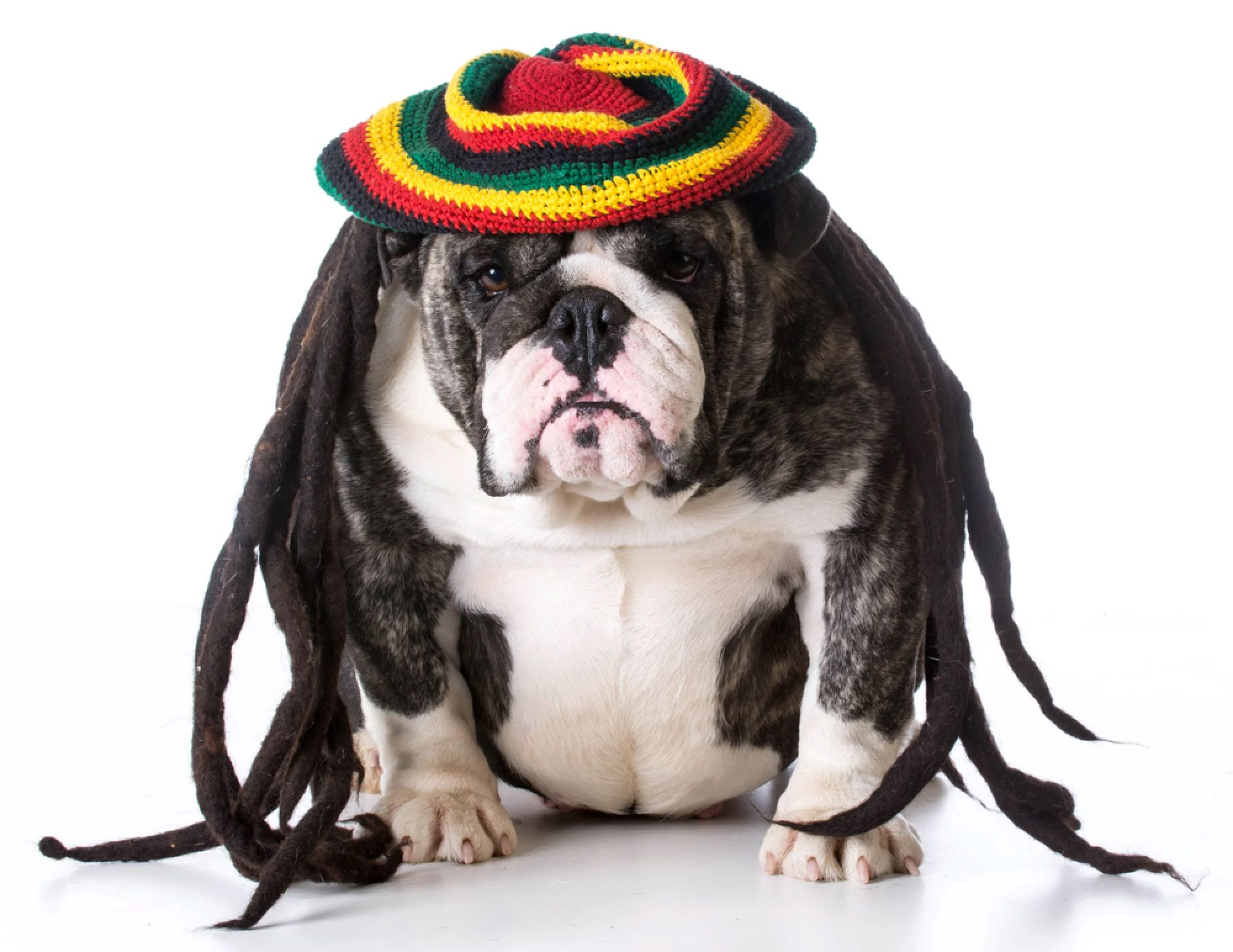 Why Do Dogs Like Reggae