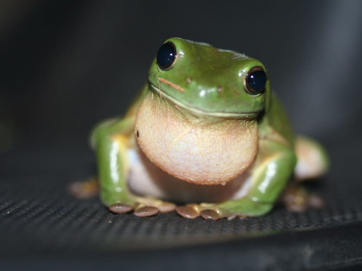 What Do Tree Frogs Sound Like