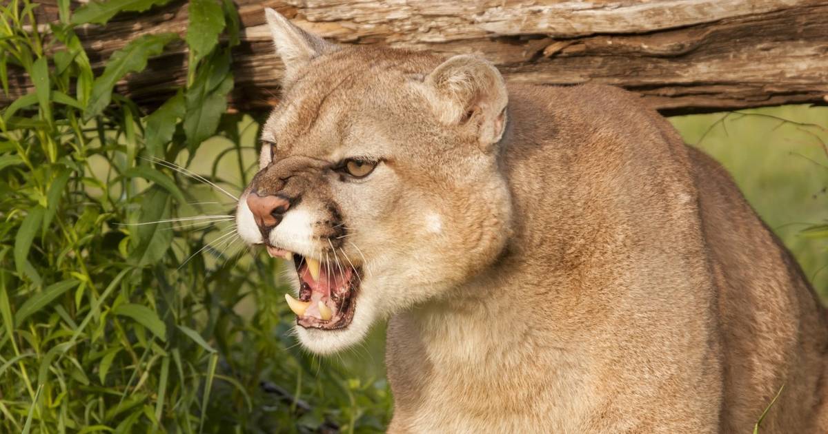 What Does A Mountain Lion Sound Like