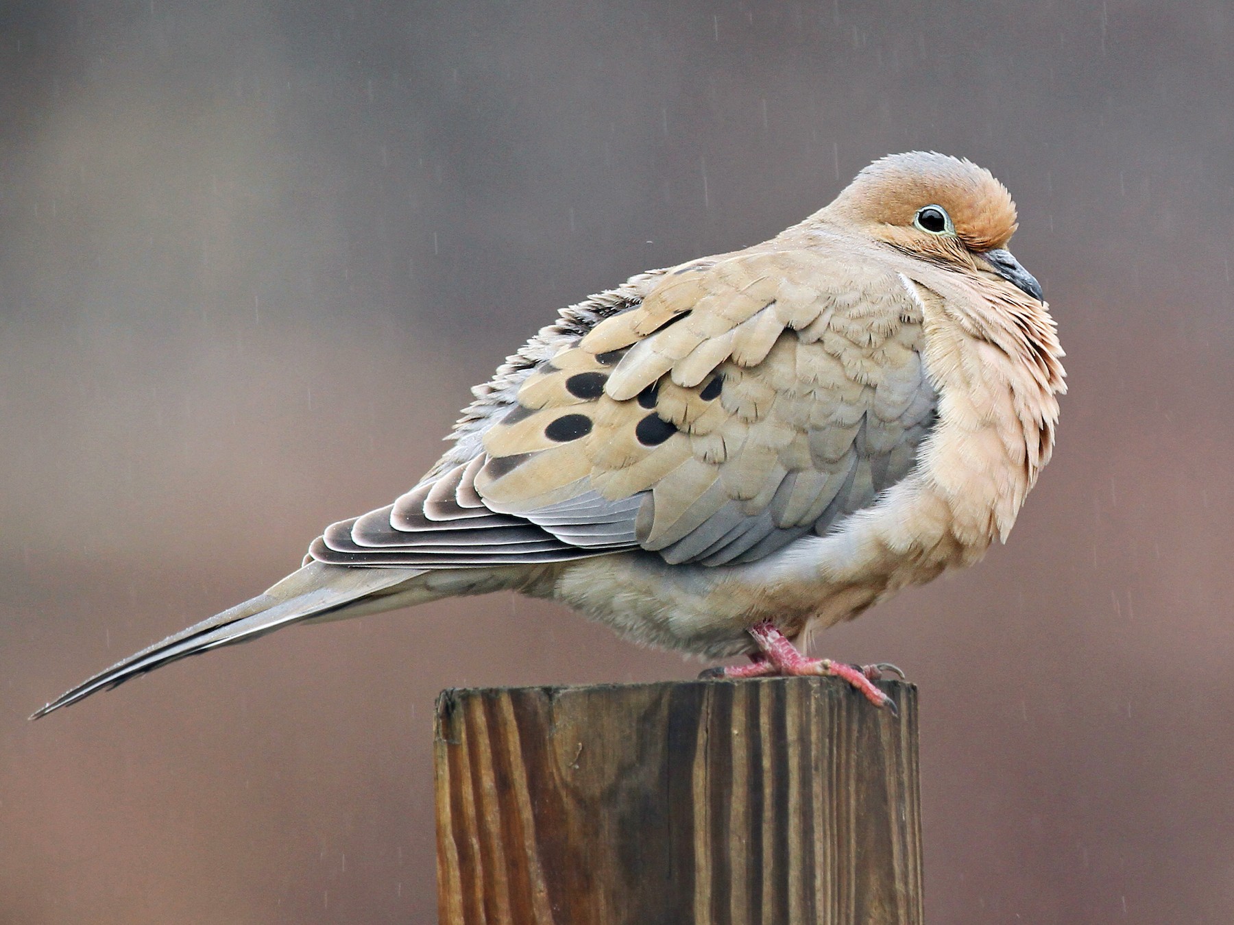What Does A Mourning Dove Sound Like