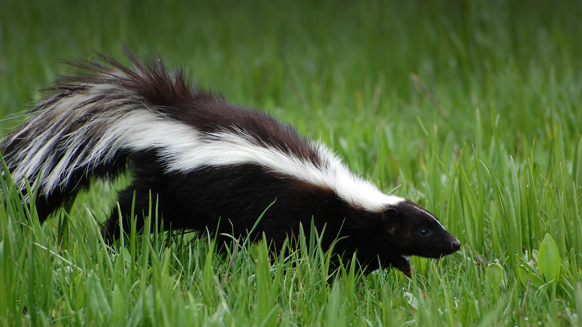 What Does A Skunk Sound Like