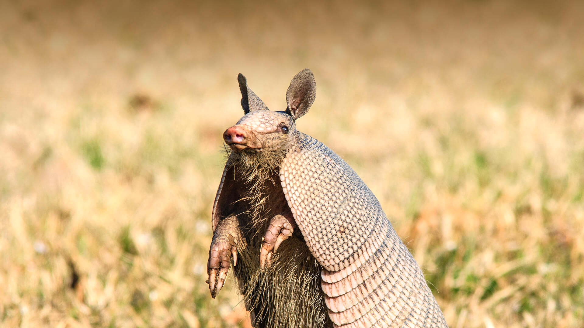 What Does An Armadillo Sound Like