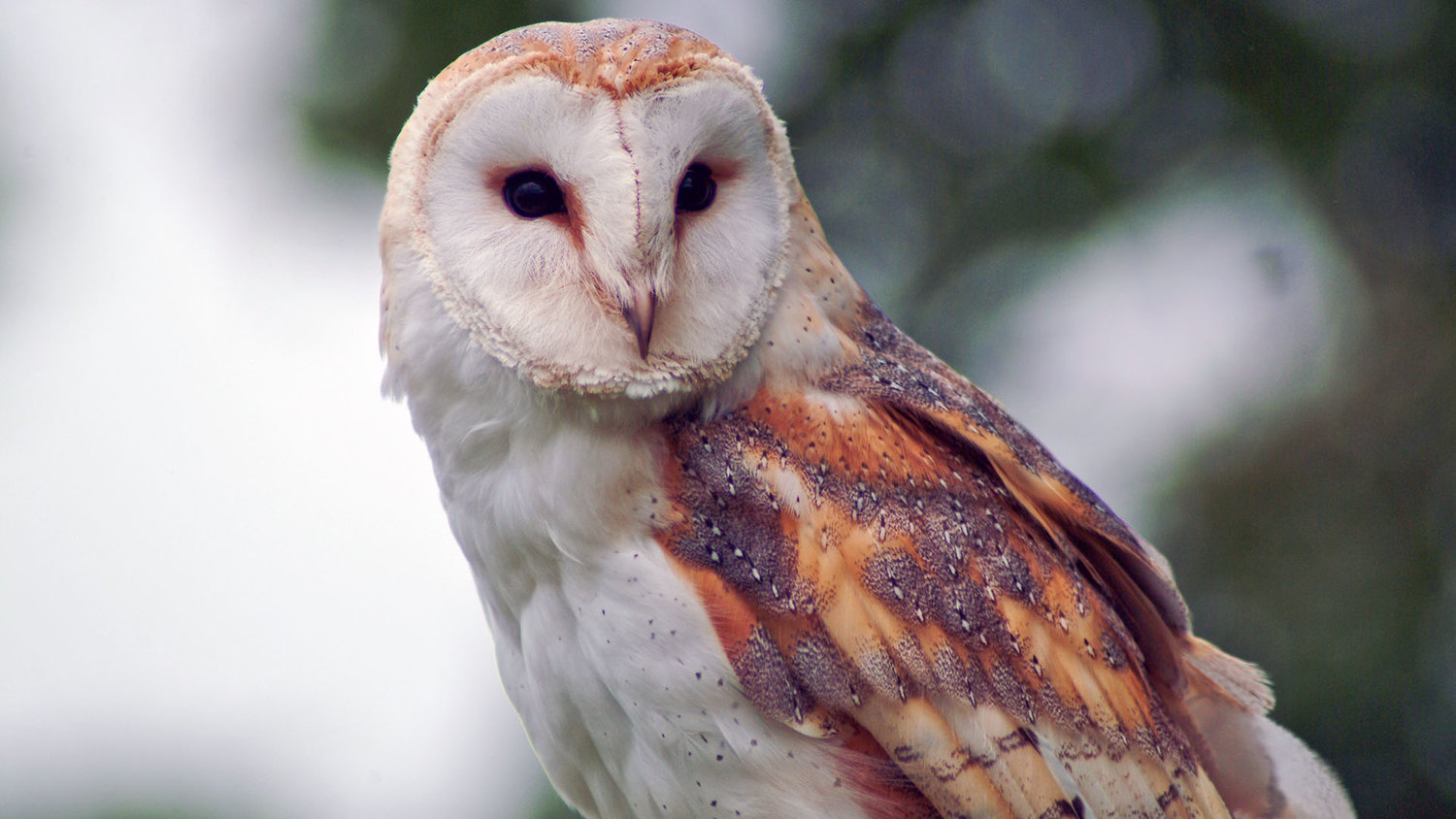 What Sound Do Owls Make
