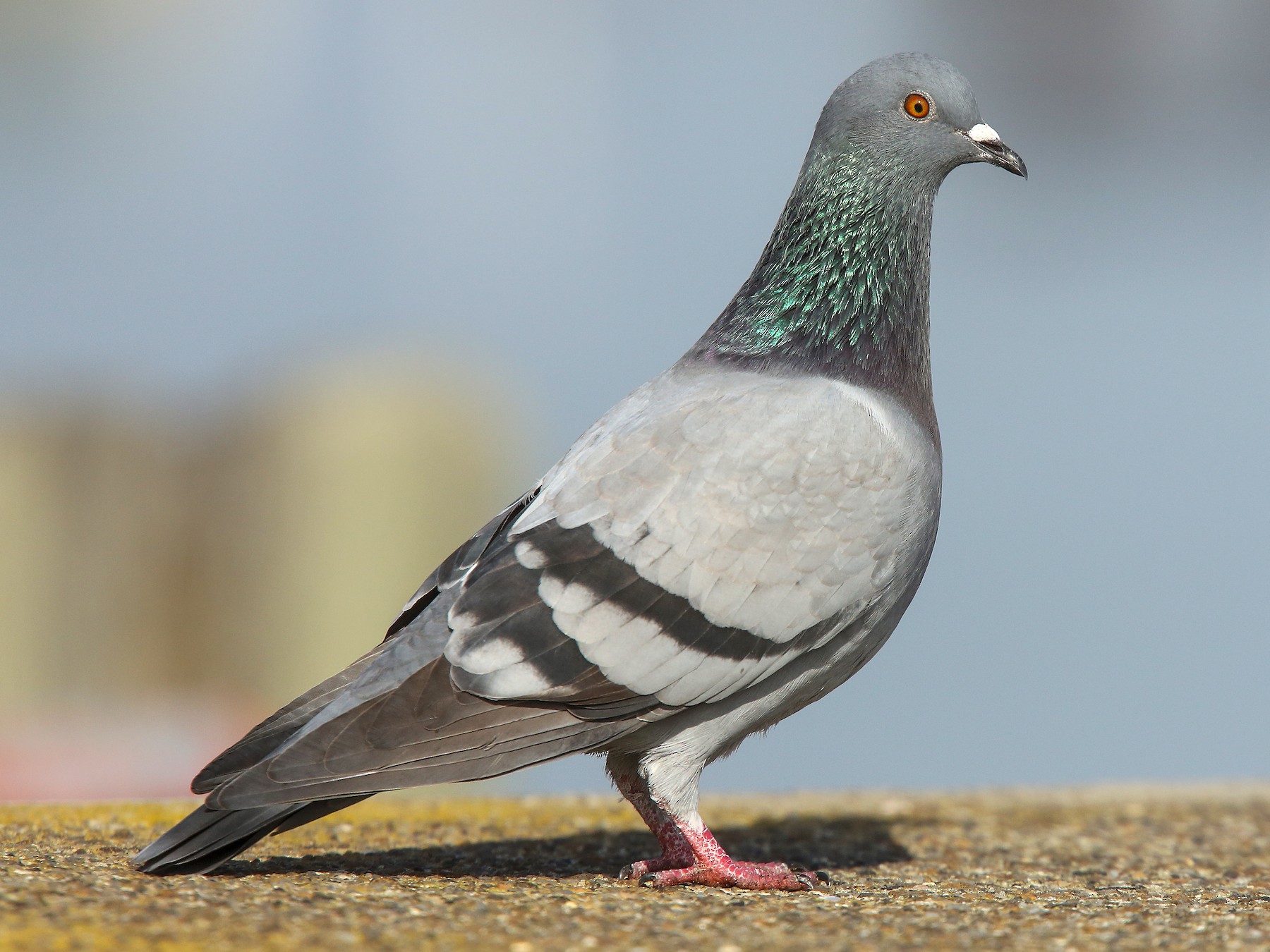 What Sound Do Pigeons Make
