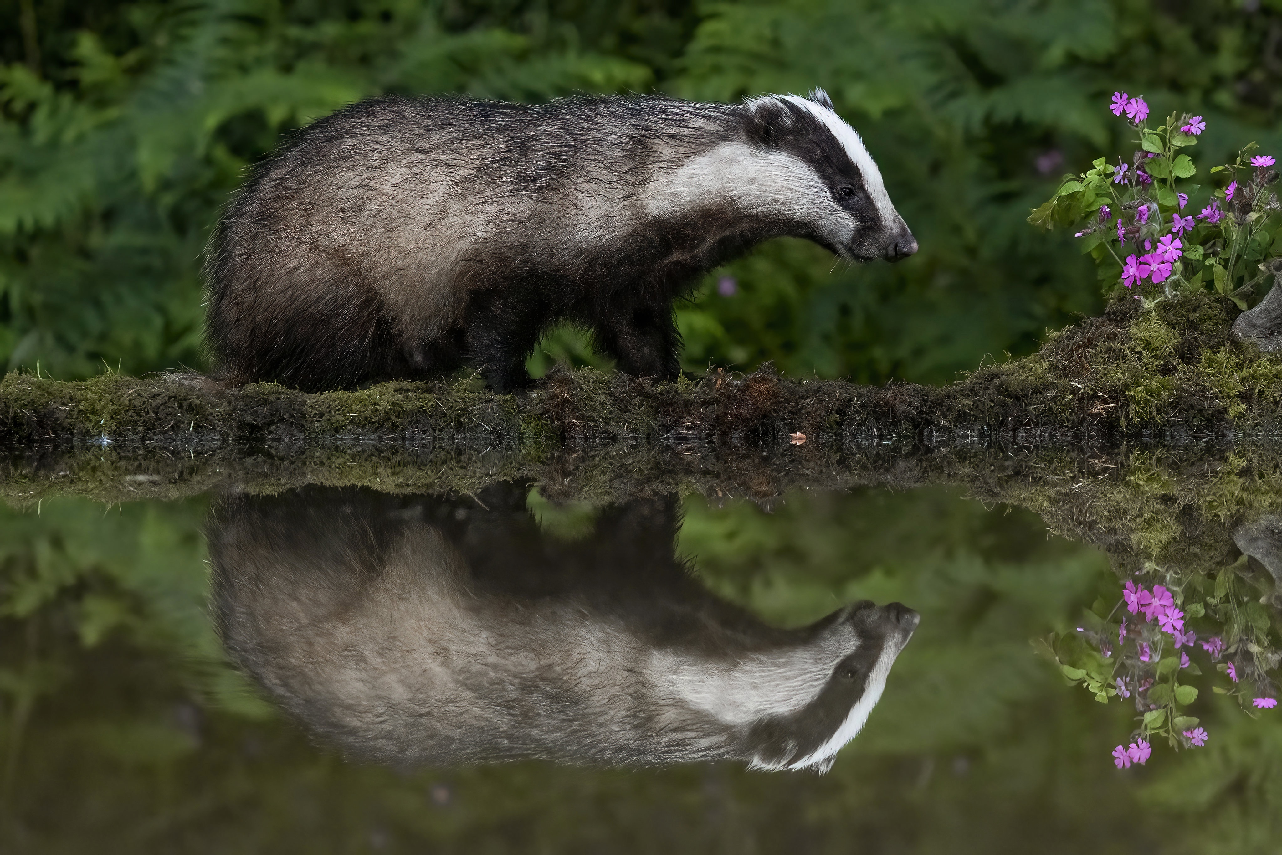 What Sound Does A Badger Make
