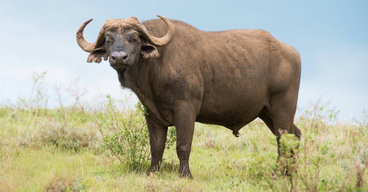 What Sound Does A Buffalo Make