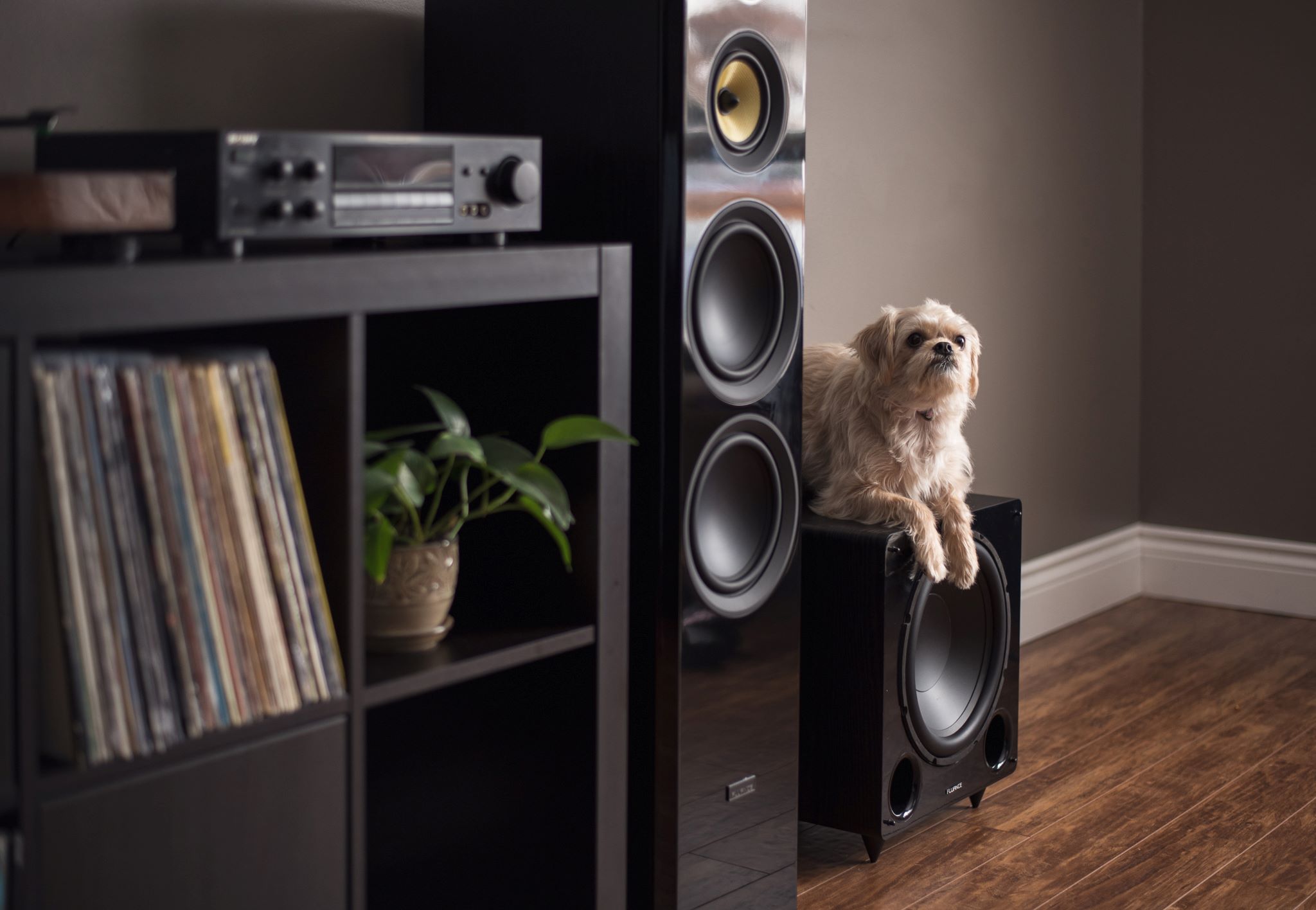 What Is The Best Frequency For Subwoofer